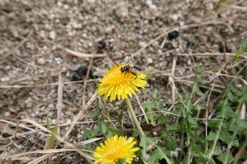 Kkotdeunge Paris Bee Spring Nature