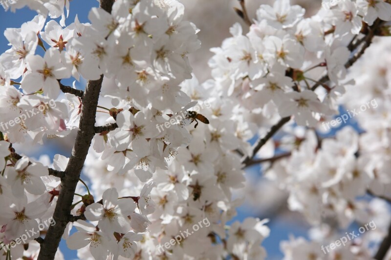 Cherry Blossom April Spring Flowers Nature