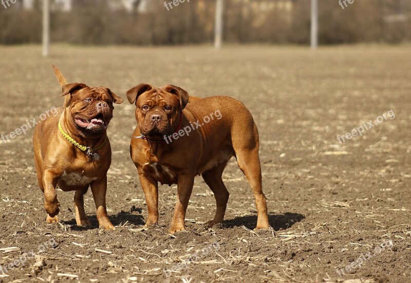 Bordeaux Mastiff Dog De Mastiffs