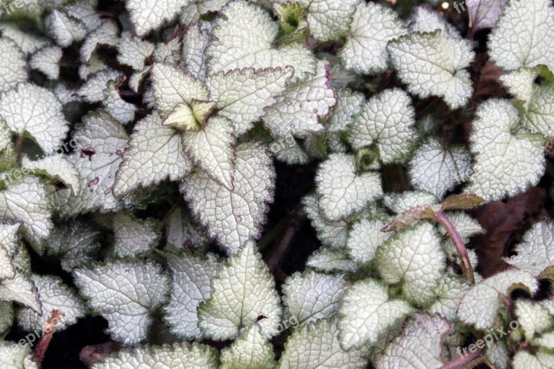 Leaves Ground Cover Gardens Freshness Beginning