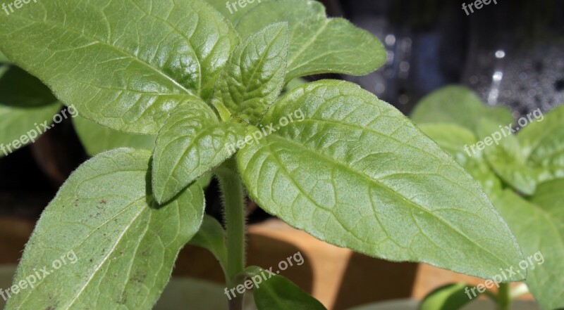 Sunflower Seedling Close-up Growing Leaf