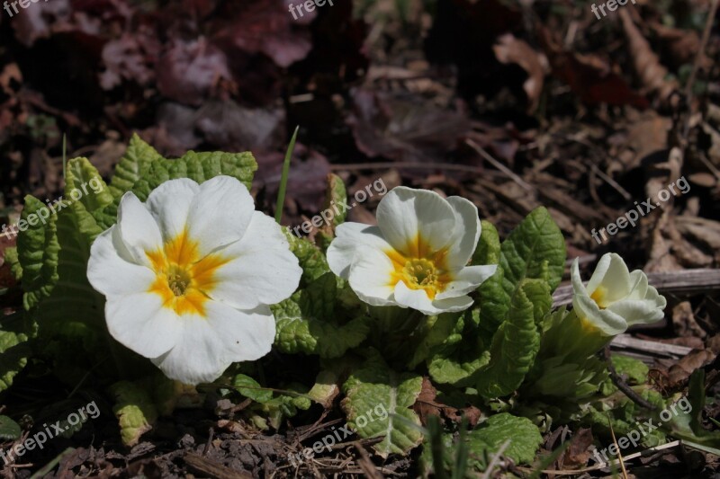 Primrose White Leaves Leaf Beautiful