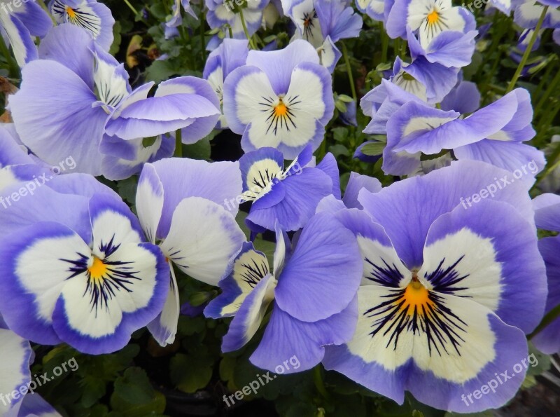 Pansy Light Blue Spring Garden Balcony Plants