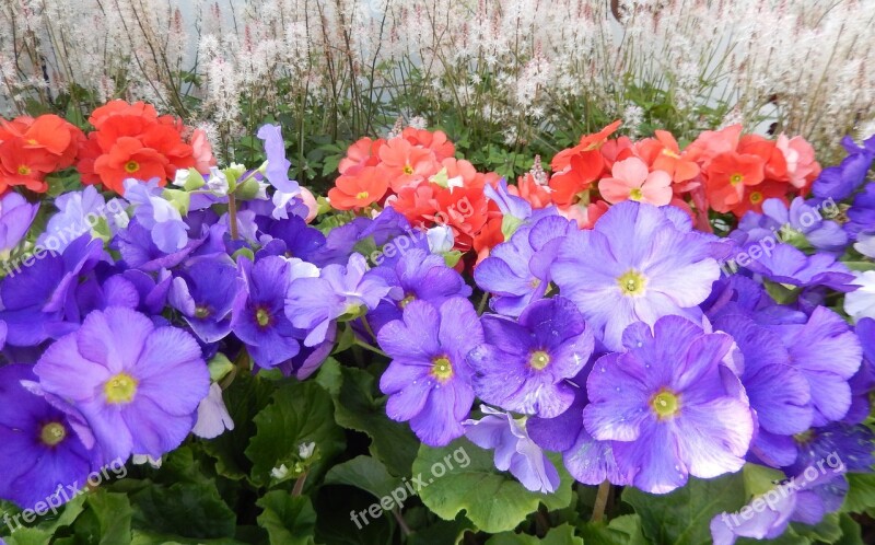 Flowers Spring Flowers Summer Flowers Balcony Plants Nursery