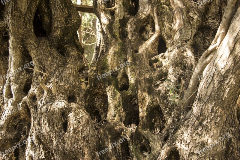 Tree Old Dead Nature Trunk