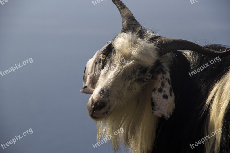 Goat Nature Posing Nature Pose Natural