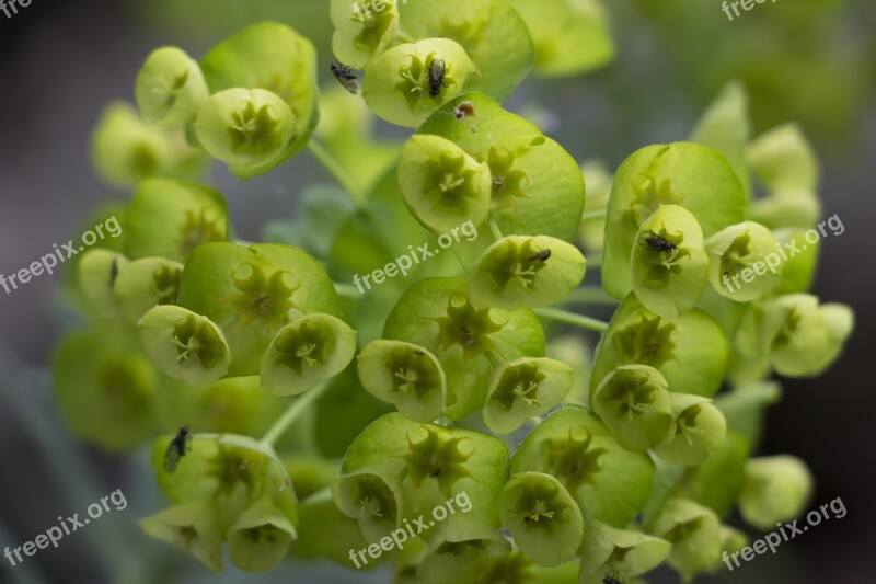 Flower Green Plant Natural Nature