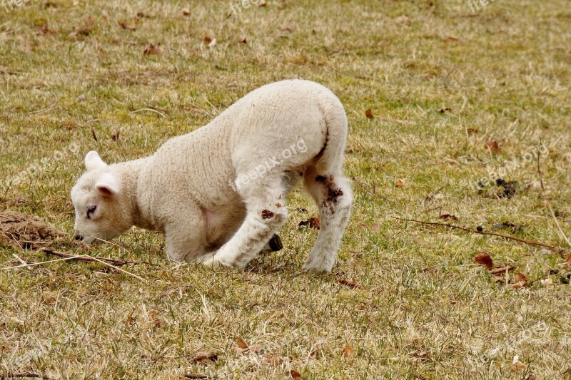 Animals Lamb Outdoor Life Nature Sheep