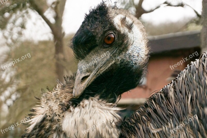 Ostrich Bird Bouquet Animal Bill