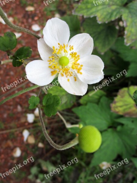 Blossom Bloom Plant Autumn Nature