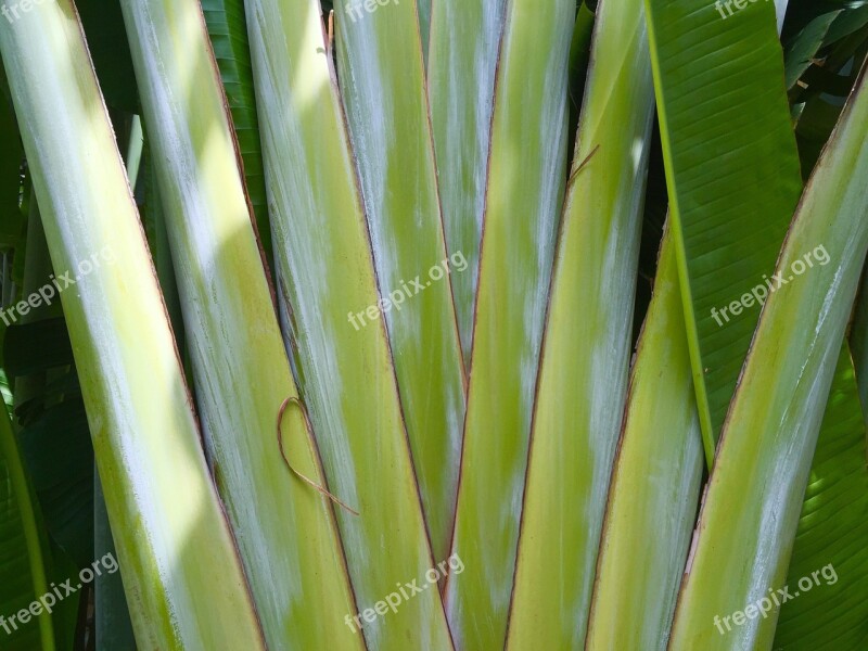 Palm Stalks Vegetation Garden Bonnet House