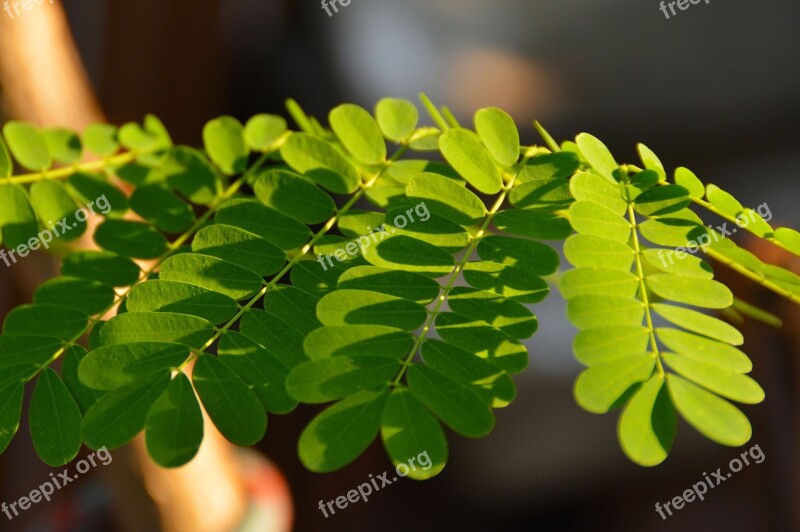 Leaves Shadows Green Light Natural