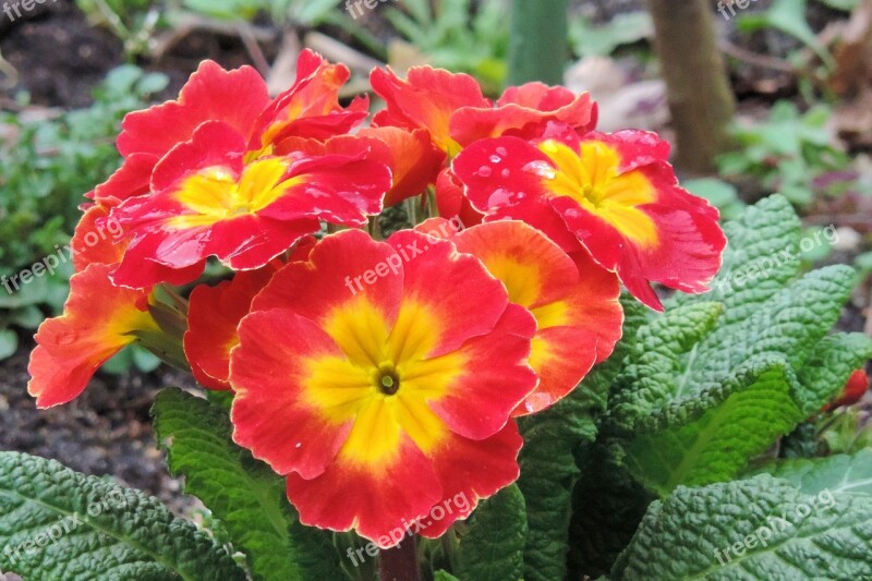 Primrose Spring Blossom Bloom Red