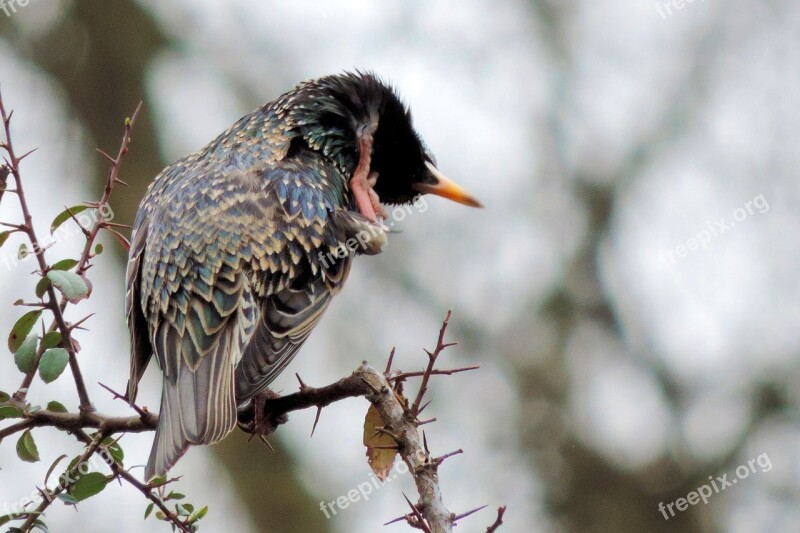 Star Bird Songbird Nature Sparrow Bird