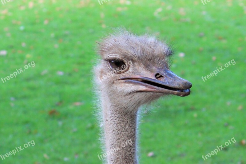 Bouquet Bird Ostrich Portrait Head