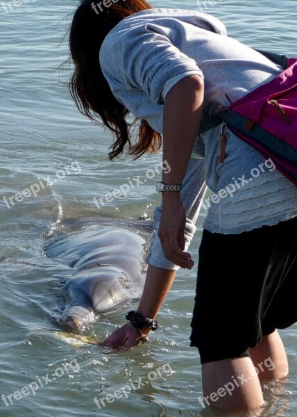 Dolphin Feeding Cute Wildlife Aquatic