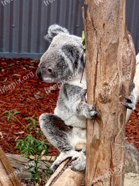 Koala Bear Australia Native Cute