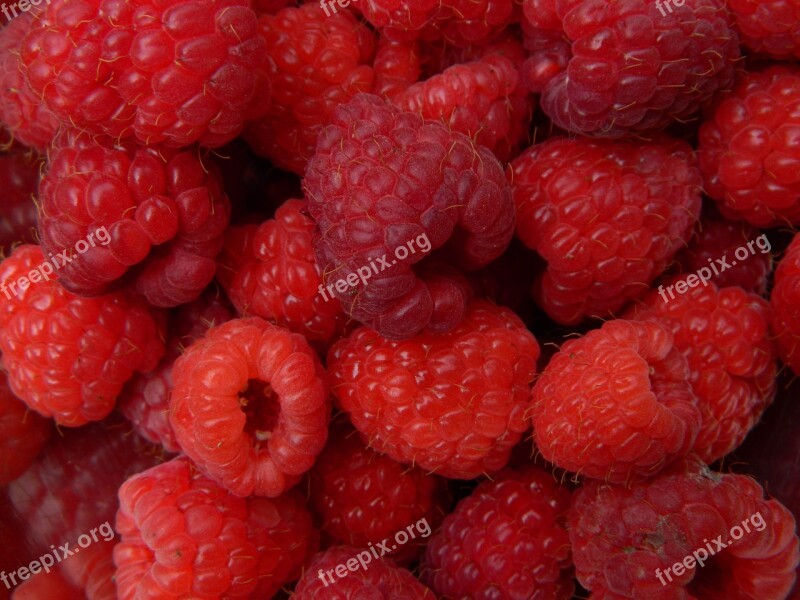 Fruit Raspberry Red Summer Nearby