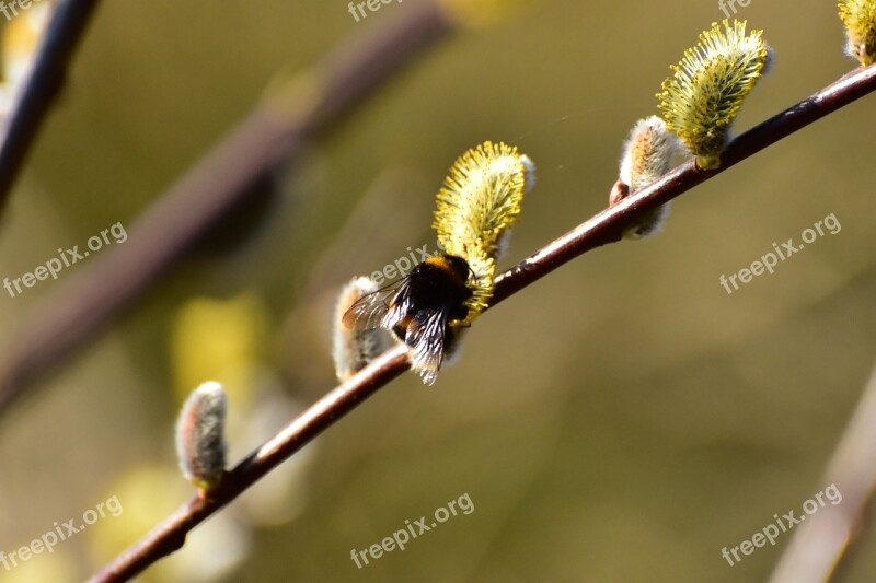 Willow Catkin Hummel Harbinger Of Spring Flora Spring