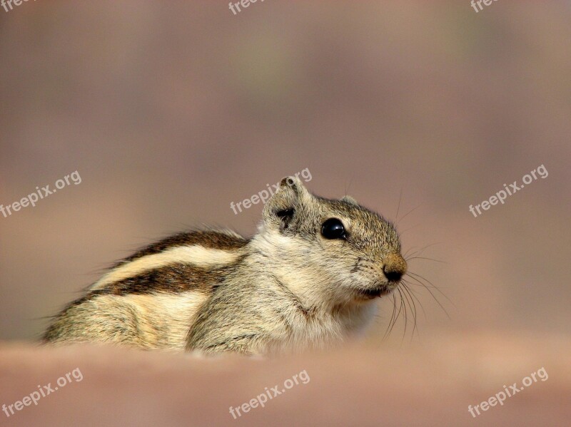 Siberian Chipmunk Pet Animal Rodent India