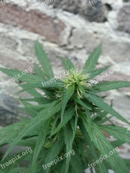 Cannabis Bud Weed Plant Wild