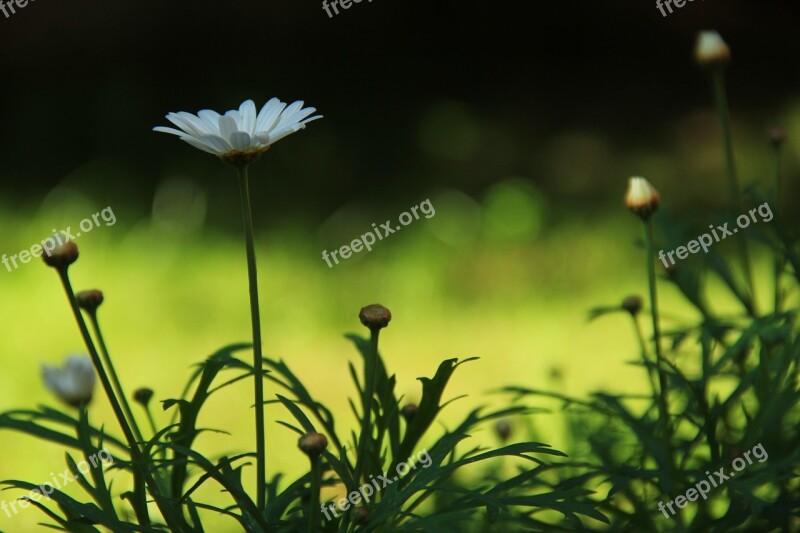 Flower Margaret Garden Free Photos