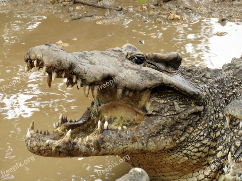 Crocodile Gad Wetlands Animals Cuban Crocodile