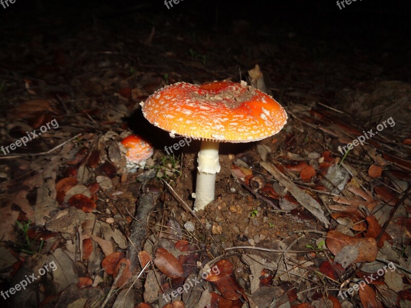 Mushroom Autumn Forest Dry Leaf Nature