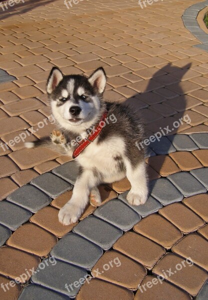 Dog Puppy Pet Small Alaskan