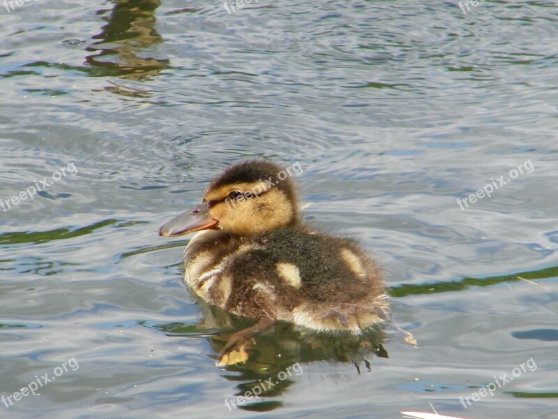 Duckling Pond Water Free Photos