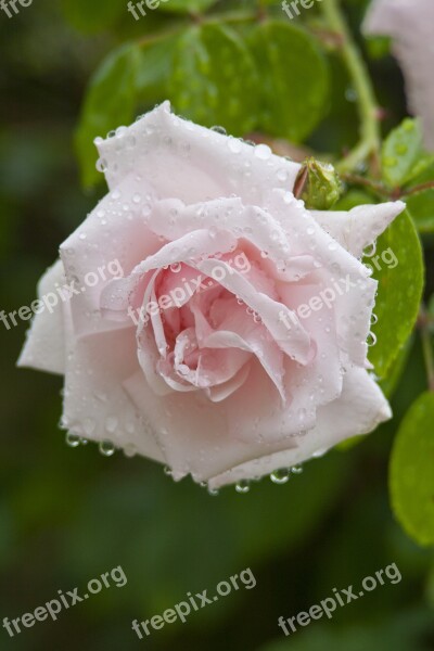 Rose Nature Dew Drops Water