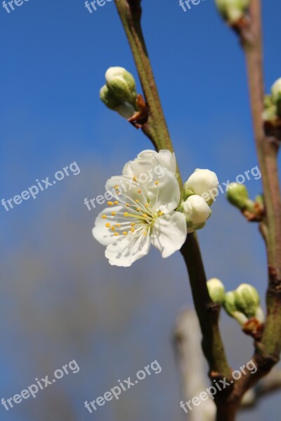 Blossom Plum Blossom Spring Flora Branch