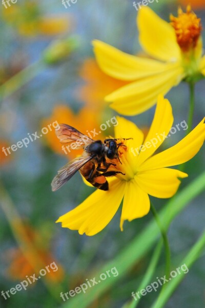 Cosmos Flowers Flowers Yellow Flowers Free Photos