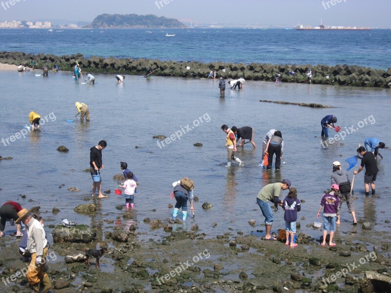 Hashirimizu Beach Ebb Spring Tide Clams Shell