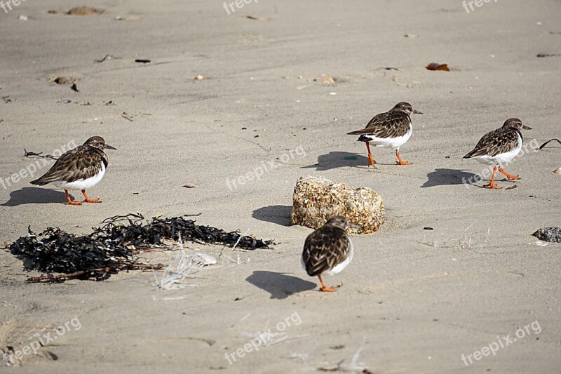 Birds Plovers Wild Nature Animal