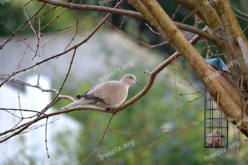 Dove Bird Cute Animals Garden