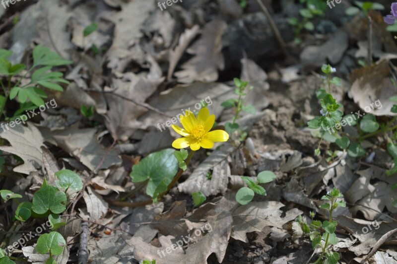 Yellow Flower Sunny Day Forest Spring Free Photos