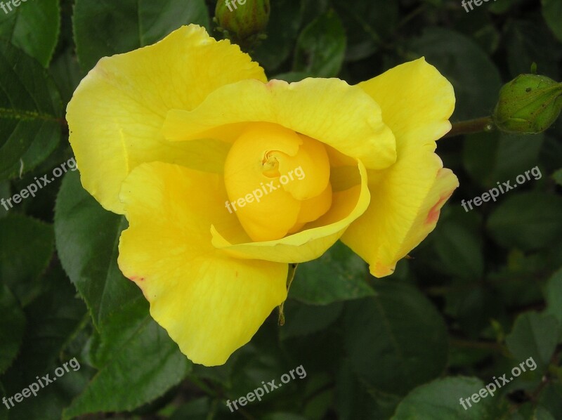 Flower Flowers Beautiful Flower Rose Yellow Rose