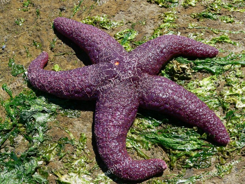 Starfish Sea Sea Animal Pacific Free Photos