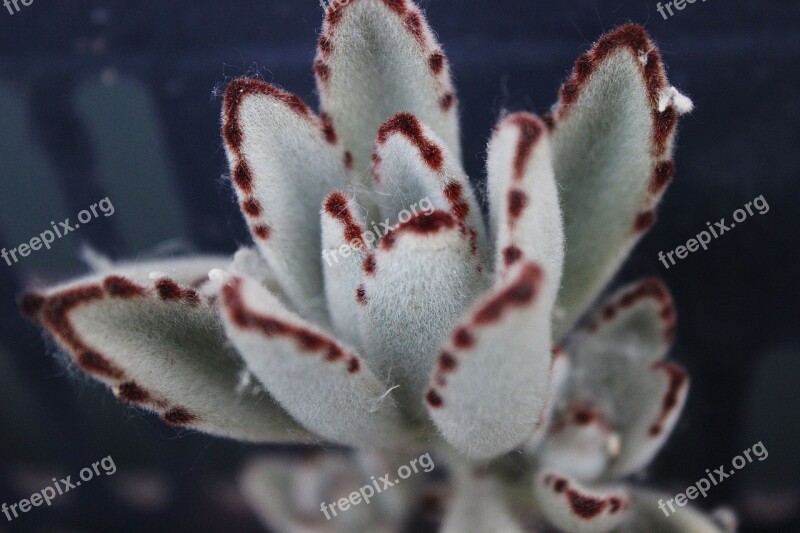 The Fleshy White Grey Succulent Plants Plant Free Photos