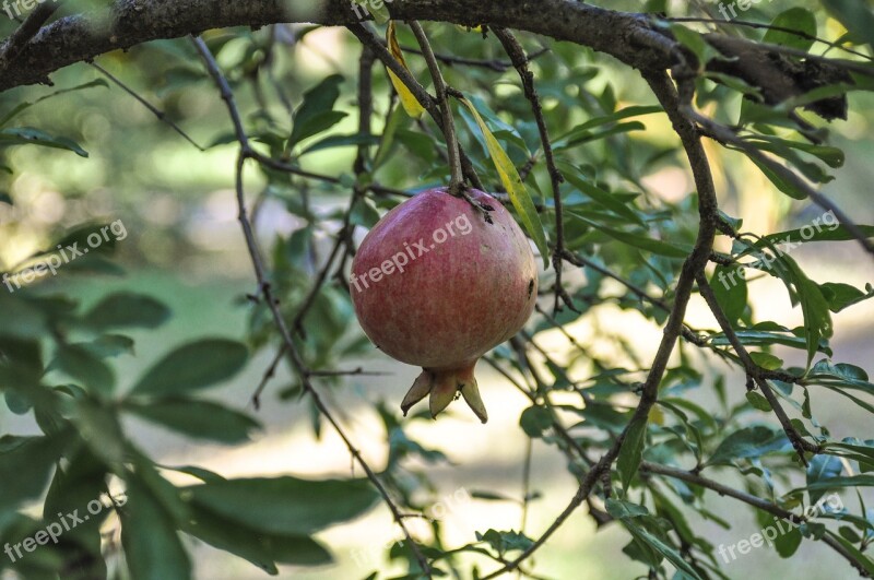 Pomegranate Fruit Red Healthy Vitamins