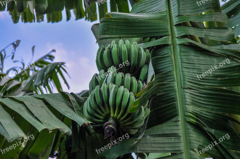 Bananas Banana Shrub Africa Spain Fruit