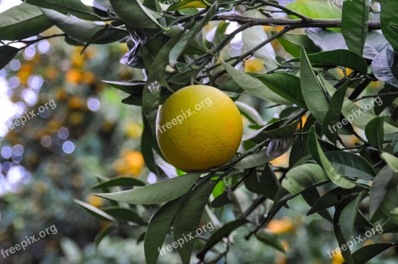 Orange Vitamin Citrus Fruit Spain Turkey