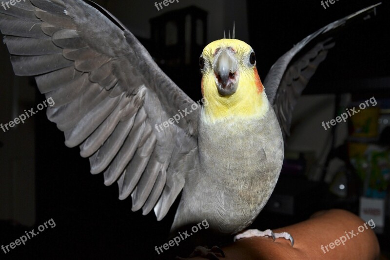 Cockatiel Angry Bird Birds Free Photos