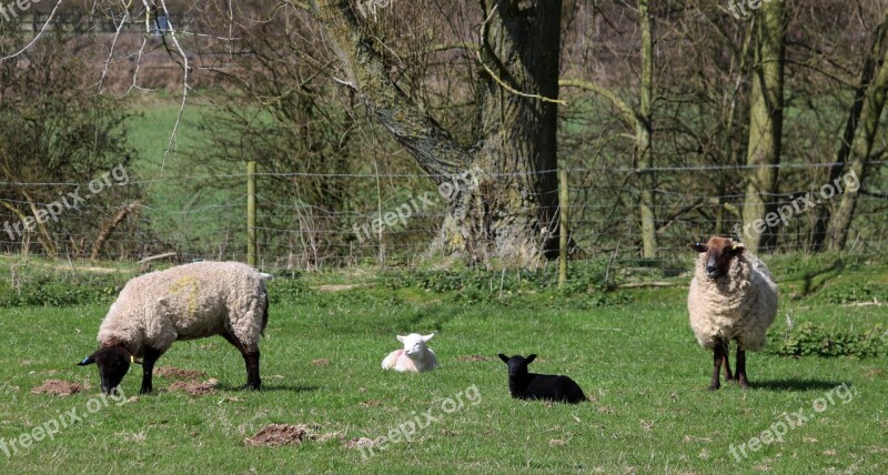 Sheep Lamb Field Farm Agriculture