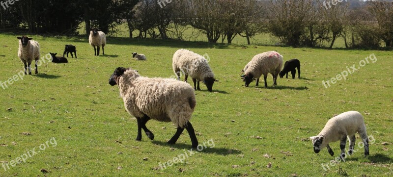 Sheep Lamb Field Farm Agriculture