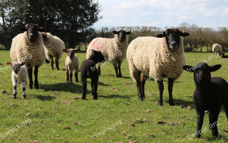 Sheep Lamb Field Farm Agriculture