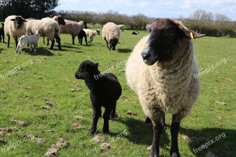 Sheep Lamb Field Farm Agriculture