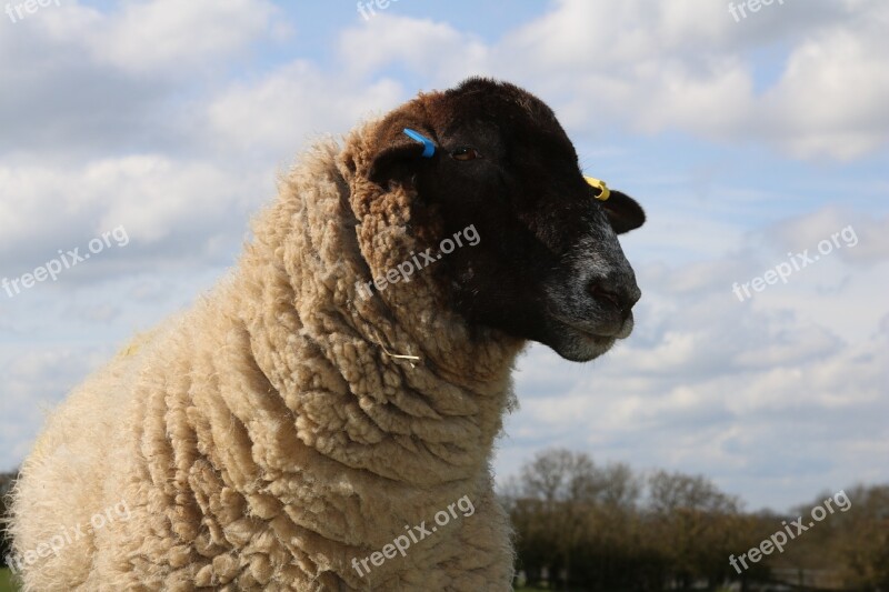 Sheep Field Farm Agriculture Wool