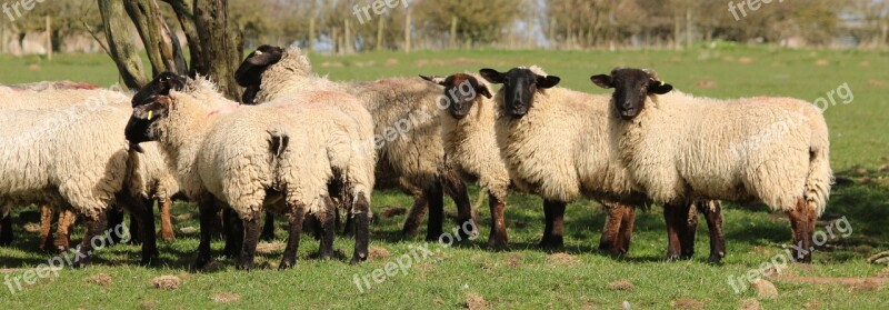 Sheep Lamb Field Farm Agriculture